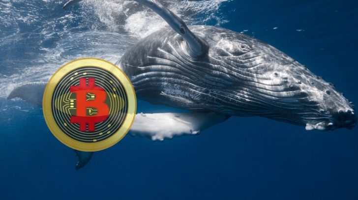 Bitcoin Whales Are on the Move: How Will This Impact Its Upward Price Momentum?